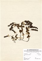 藏品(玉山水苦賈)的圖片